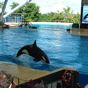 Killer Whale Show at Loro Parque, 08/11/10
