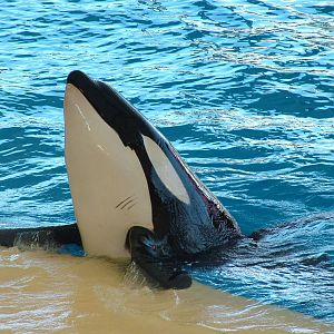Killer Whale at Loro Parque, 08/11/10