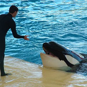 Killer Whale Show at Loro Parque, 08/11/10
