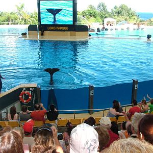 Killer Whale Show at Loro Parque, 08/11/10
