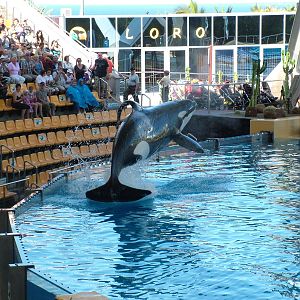 Killer Whale Show at Loro Parque, 08/11/10