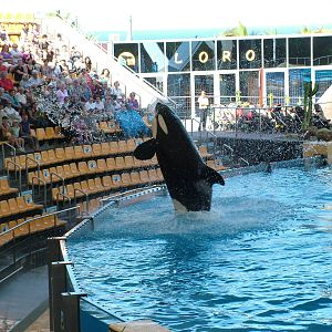Killer Whale Show at Loro Parque, 08/11/10