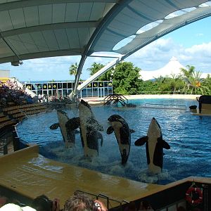 Killer Whale Show at Loro Parque, 08/11/10