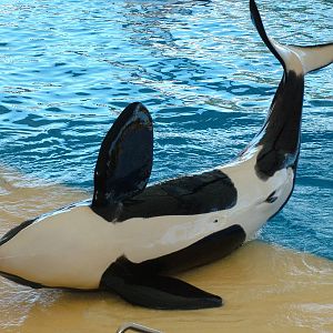 Killer Whale Show at Loro Parque, 08/11/10