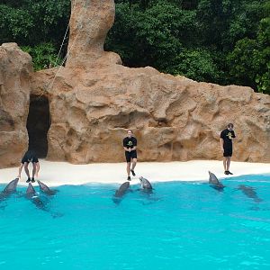 Bottlenose Dolphin Show at Loro Parque, 08/11/10