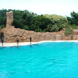 Bottlenose Dolphin Show at Loro Parque, 08/11/10
