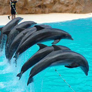 Atlantic Bottlenose Dolphins at Loro Parque, 08/11/10