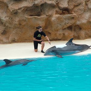 Bottlenose Dolphin Show at Loro Parque, 08/11/10