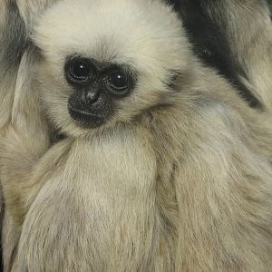 Pileated Gibbon Female Baby