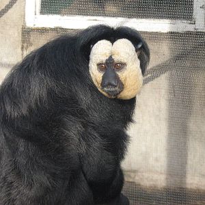 White Face Saki Monkey In Amazonia
