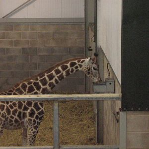 O'Grady The Baby Giraffe