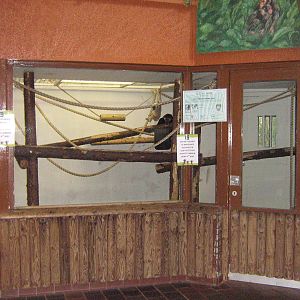 Pileated Gibbon Indoor Enclosure.