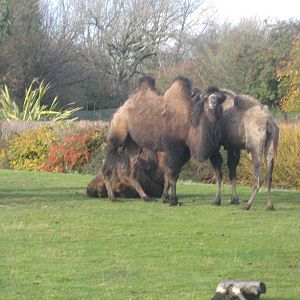 Bactrian Camel Herd