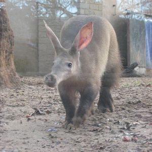 Laurel The Female Aardvark