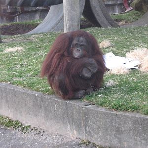 Raman The Male Bornean Orangutan