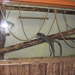 De Brazza Indoor Enclosure.