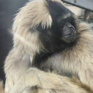 Ivy The Female Pileated Gibbon