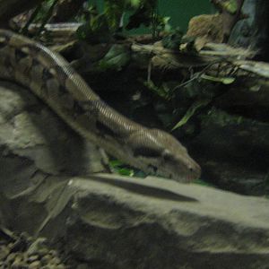 Boa Constrictor