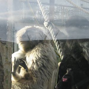 The Family Of Pileated Gibbon's