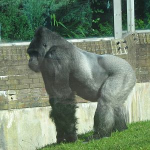 Bukavu The Male Western Lowland Gorilla