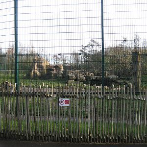 African Lion Enclosure.