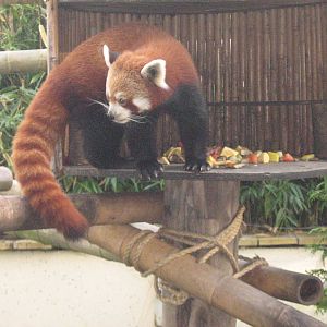Red Panda Female Chesnut.