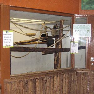 Pileated Gibbon Enclosure2.