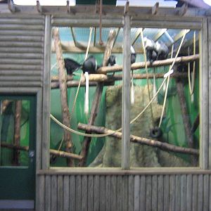 Western Black And White Colobus Enclosure.