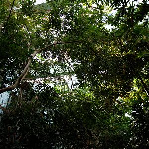 Rainforest Interior
