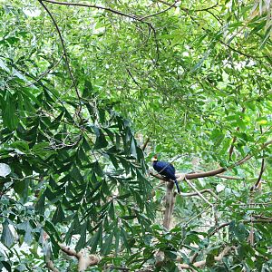 Rainforest Interior - Lady Ross Turaco