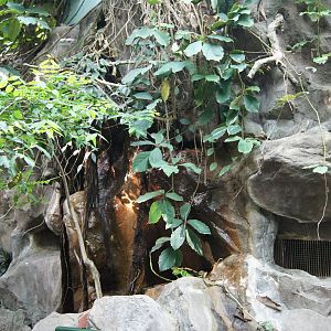 Rainforest Interior - Small waterfall
