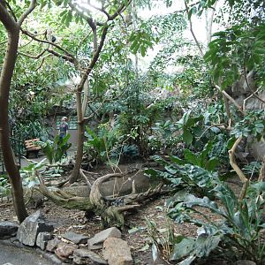 Rainforest Interior - Pond