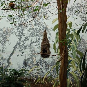 Asian Jungle - Bird's Nest