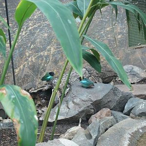 Asian Jungle - Horned Pitta