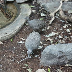 Asian Jungle - Elegant Crested Tinamou