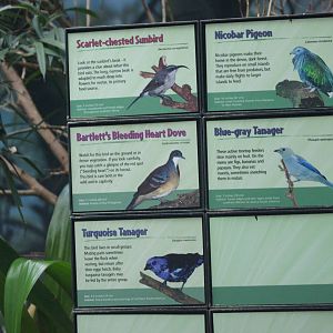 Asian Jungle - Bird Signs