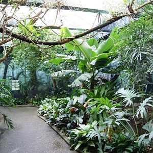 Asian Jungle Interior