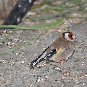 European goldfinch/ Carduelis carduelis