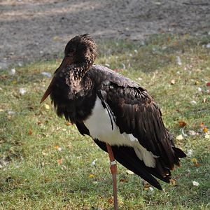 Black stork/ Ciconia nigra