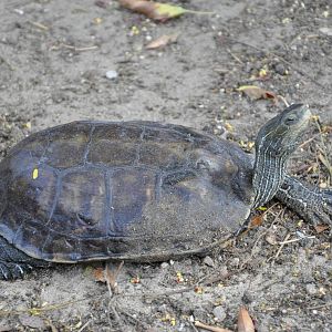 Western caspian turtle/ Mauremys caspica rivulata