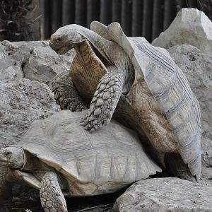 African spurred tortoise/ Geochelone sulcata