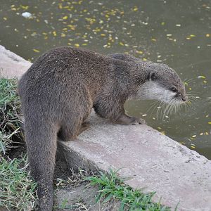 Oriental small-clawed otter/ Amblonyx cinereus