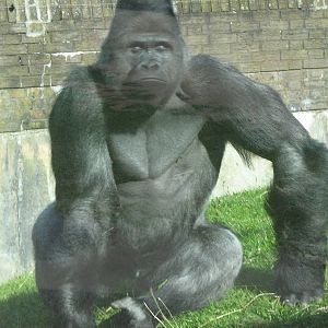 Bukavu The Male Western Lowland Gorilla