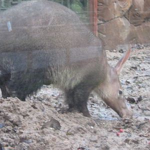 Male Aardvark Arnie.