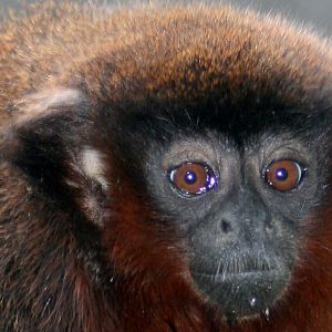 Red titi monkey; Twycross; 26th June 2010