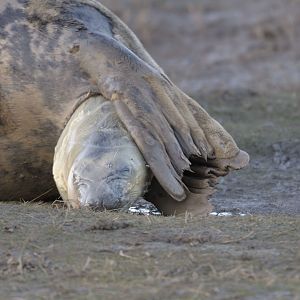 Birth of a grey seal (1)