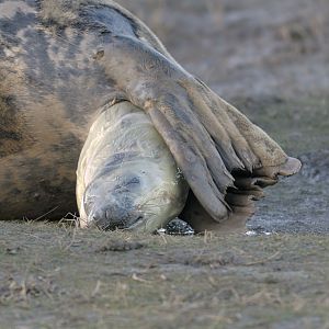 Birth of a grey seal (2)