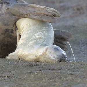 Birth of a grey seal (3)