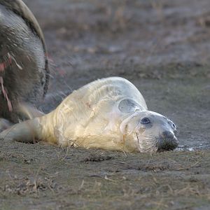 Birth of a grey seal (4)