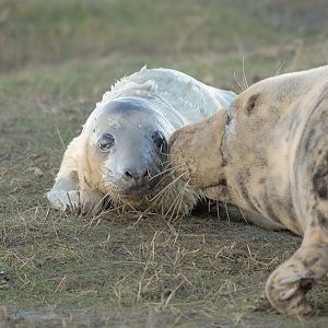 Birth of a grey seal (5)